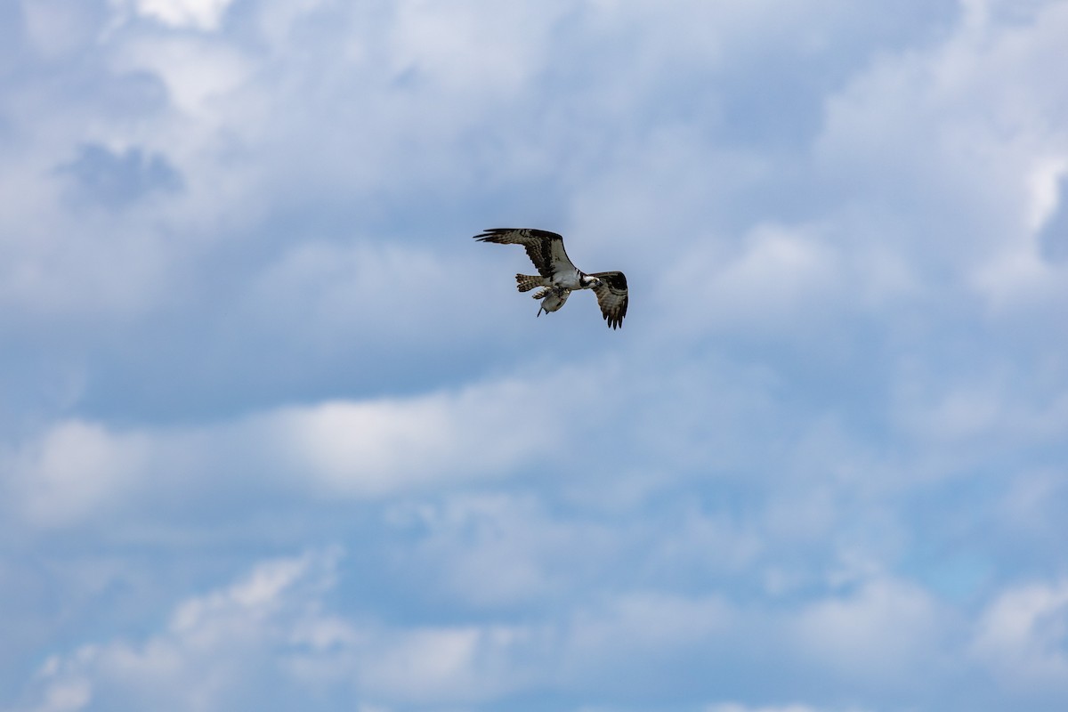 Osprey - ML636850563