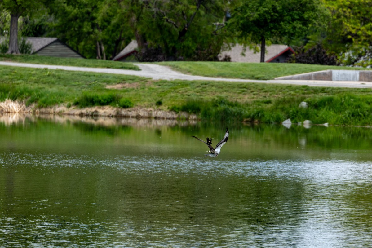 Osprey - ML636850564