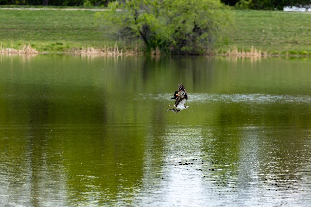 Osprey - ML636850565