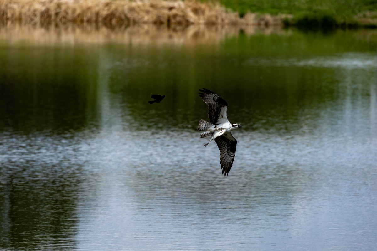 Osprey - ML636850567