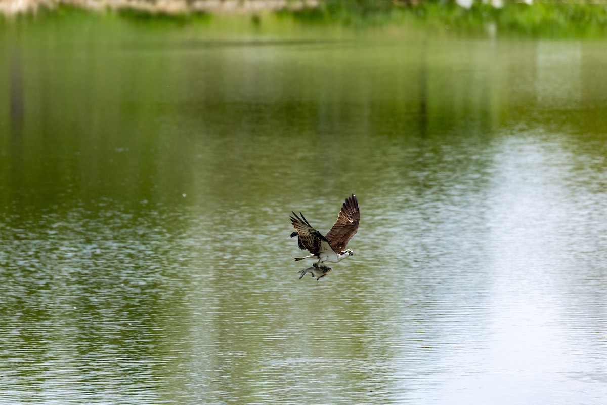 Osprey - ML636850568
