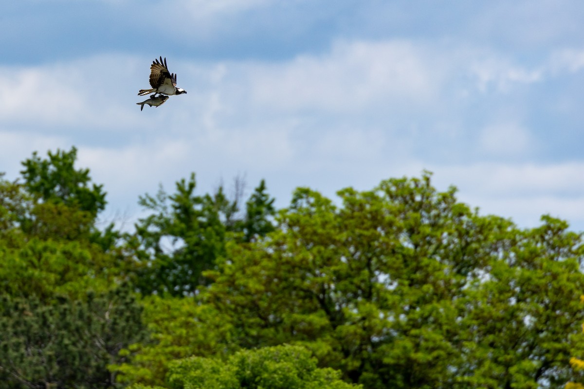 Osprey - ML636850570