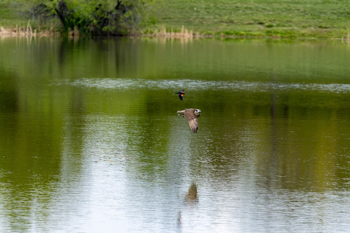 Osprey - ML636850585