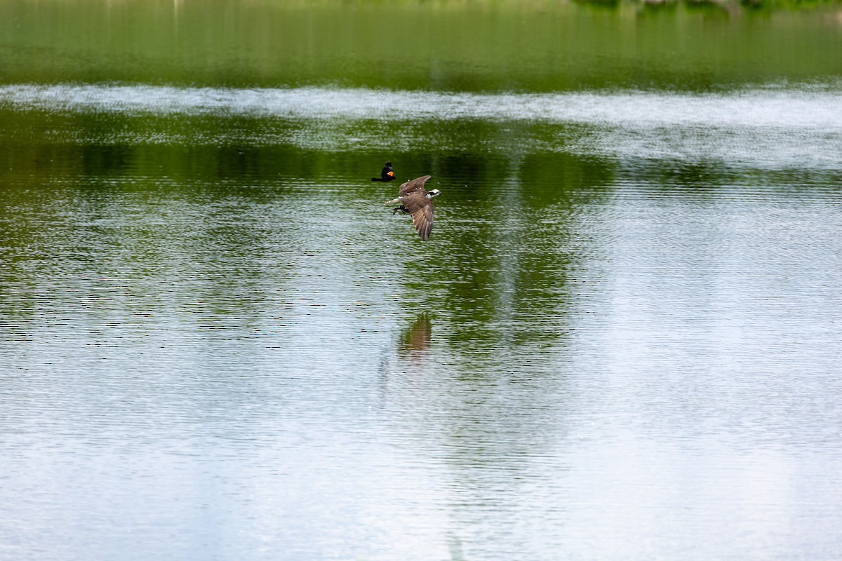 Osprey - ML636850586