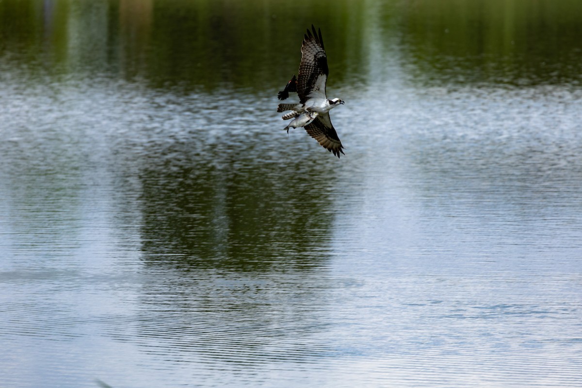 Osprey - ML636850587