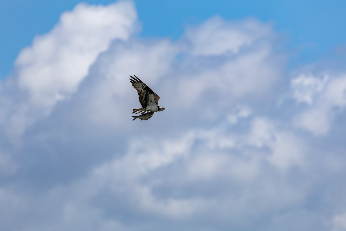 Osprey - ML636850588