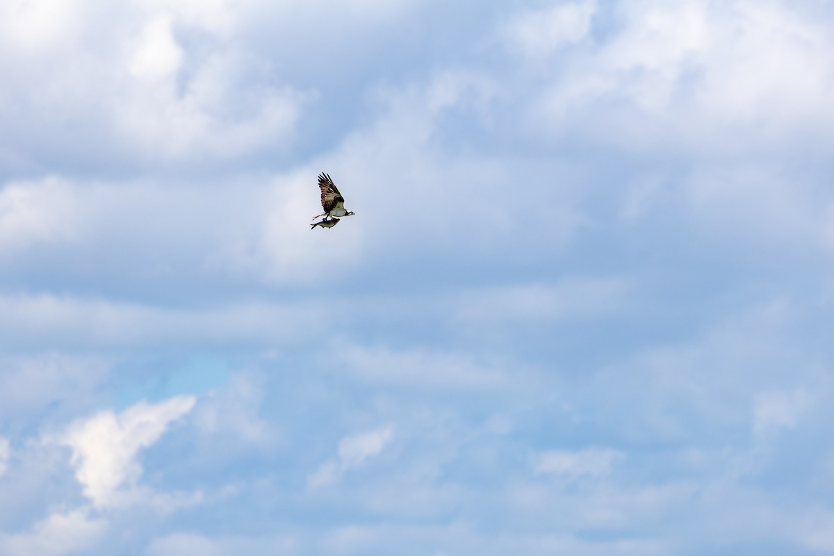 Osprey - ML636850589