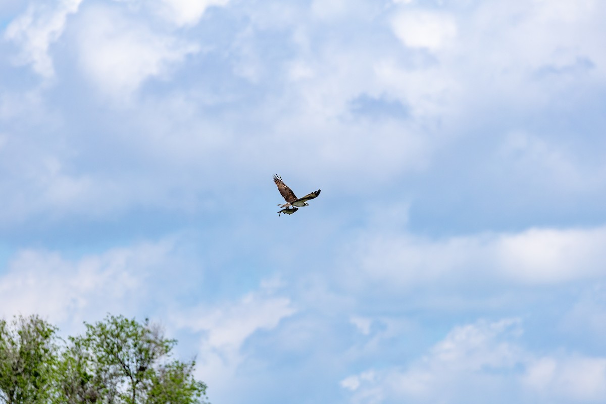 Osprey - ML636850590