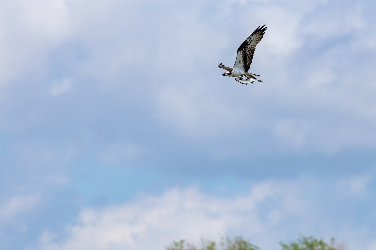 Osprey - ML636850592