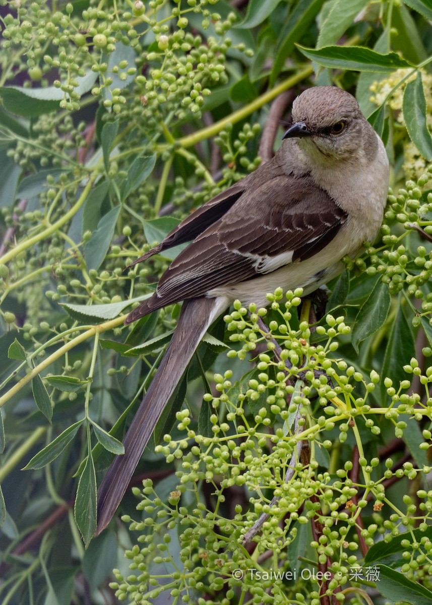 Northern Mockingbird - ML636850687