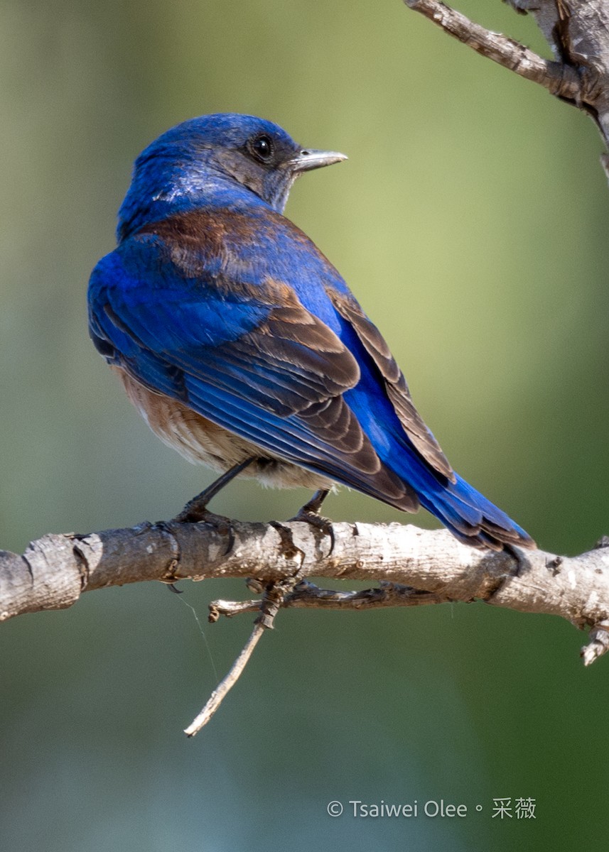 Western Bluebird - ML636850706