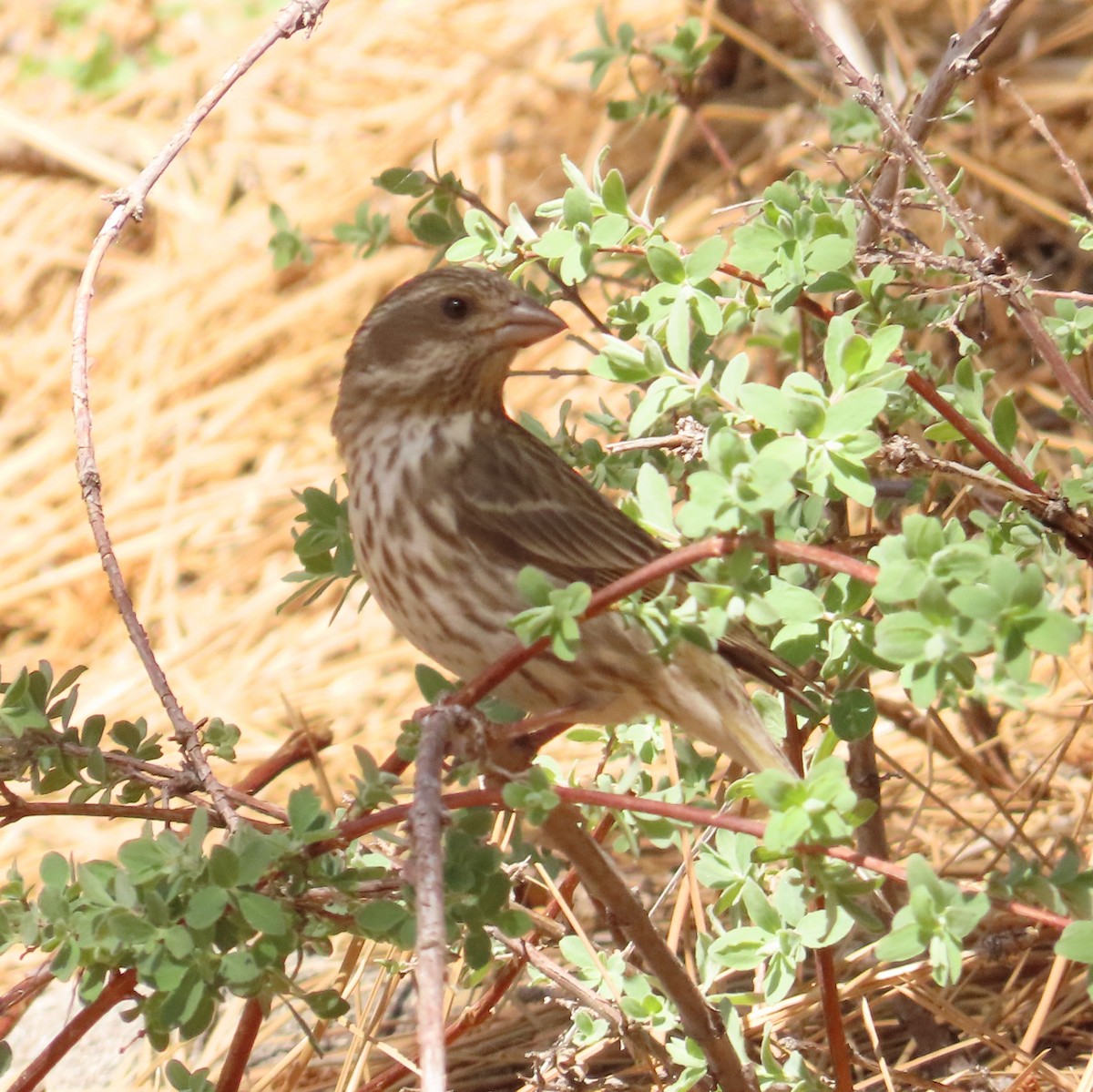 Purple Finch - ML636850707