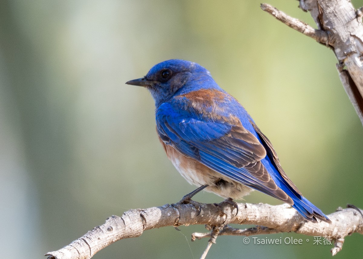 Western Bluebird - ML636850708
