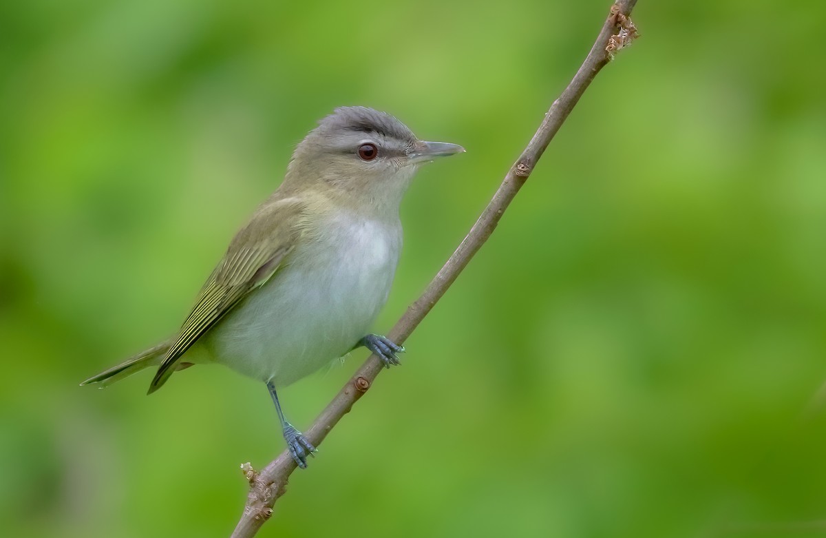 Red-eyed Vireo - ML636850709