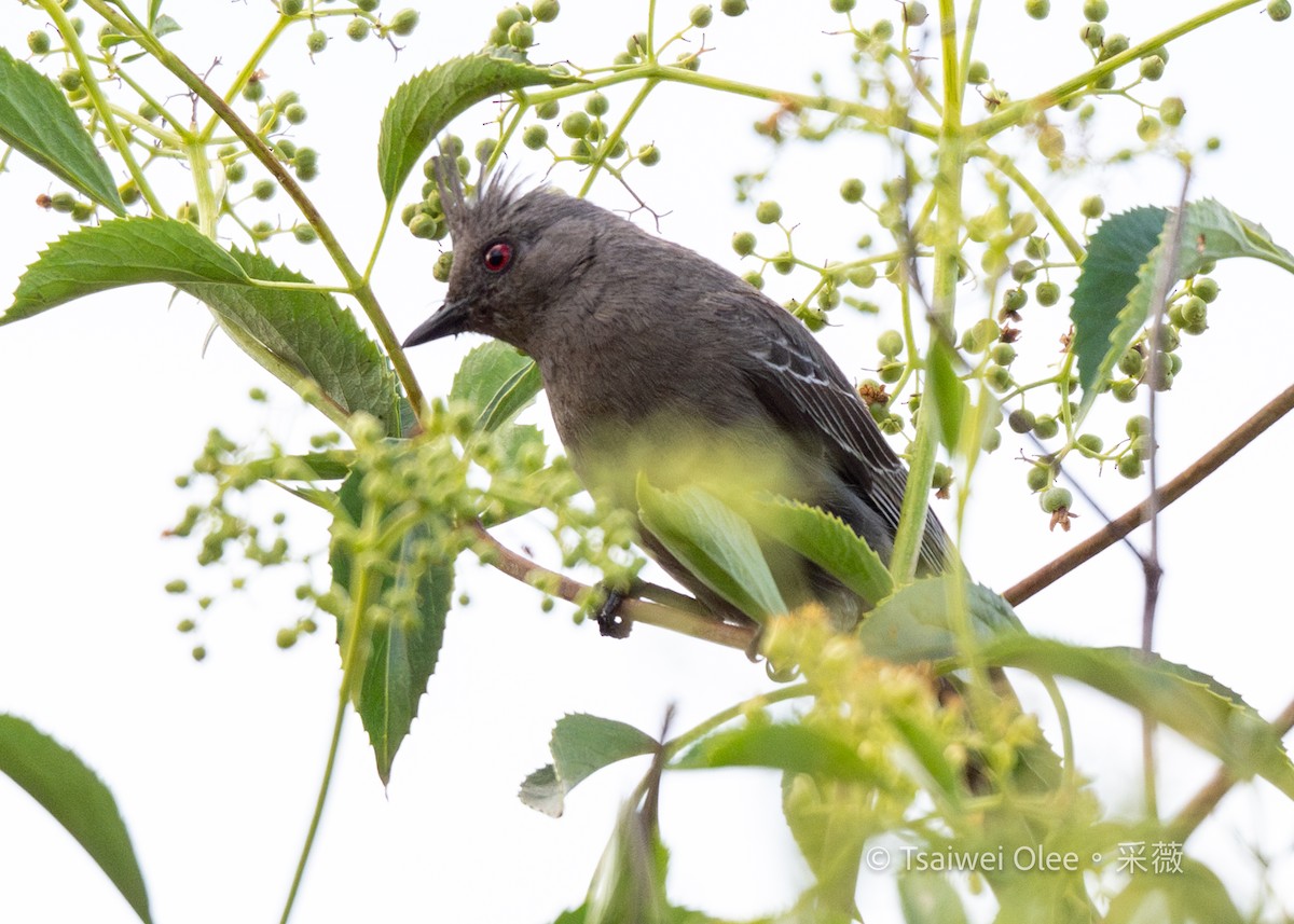 Phainopepla - ML636850719