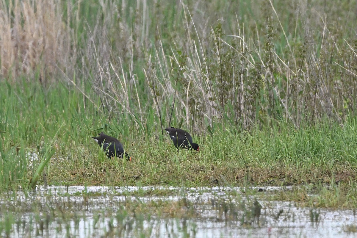 Common Gallinule - ML636850720