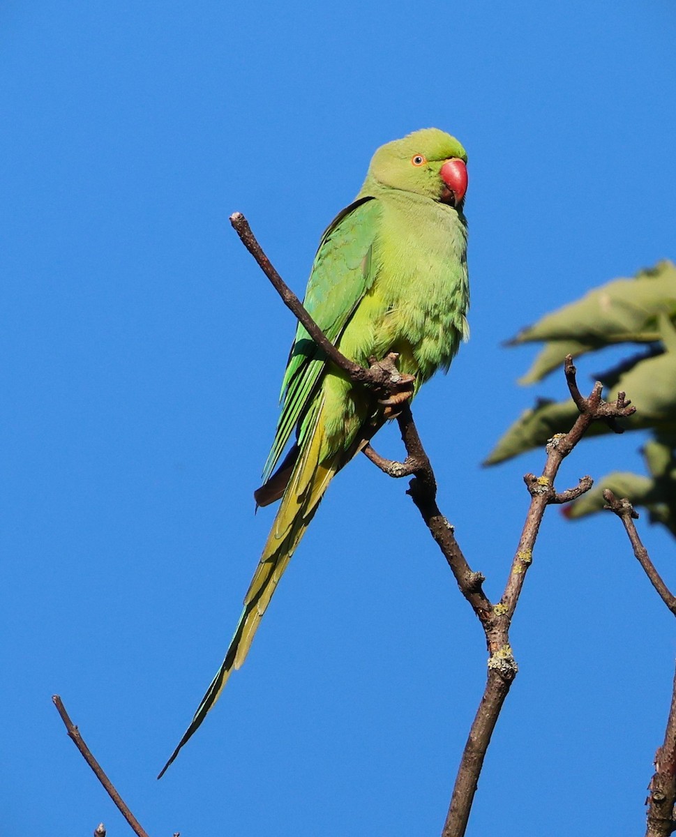 Rose-ringed Parakeet - ML636850724