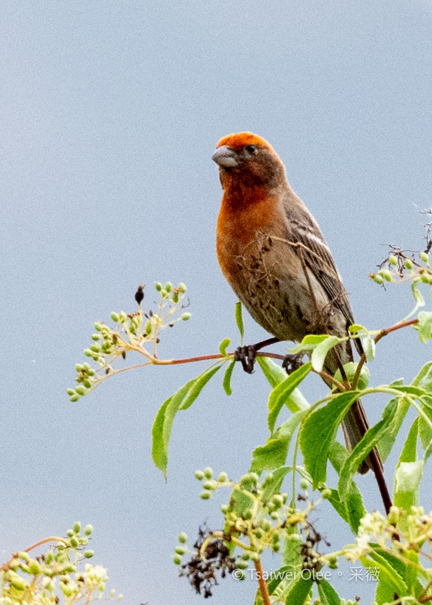 House Finch (Common) - ML636850733