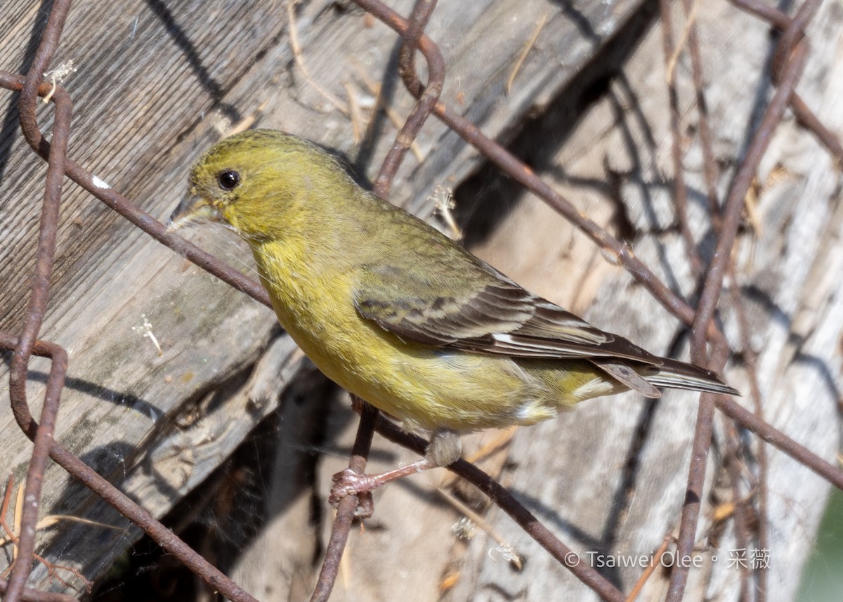Lesser Goldfinch - ML636850738