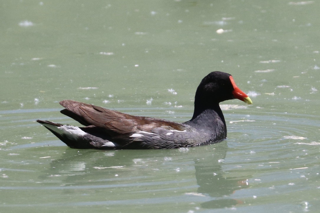 Common Gallinule - ML636850757