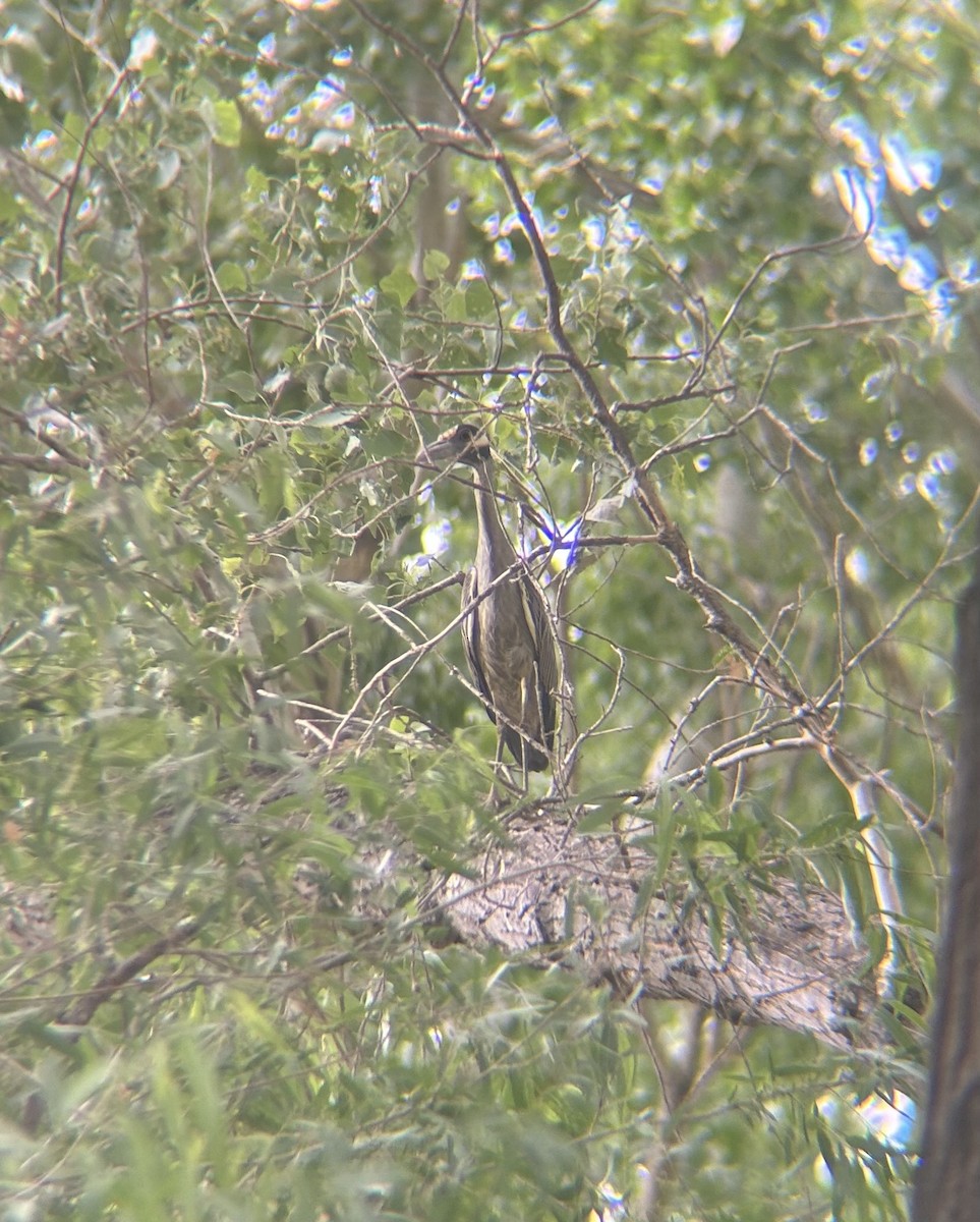 אנפת לילה צהובת-כיפה - ML636850770