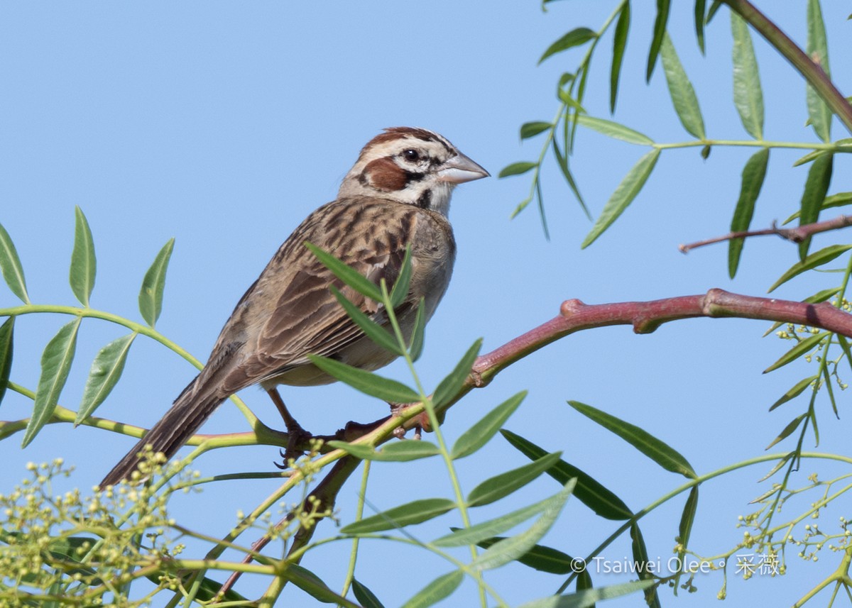 Lark Sparrow - ML636850777