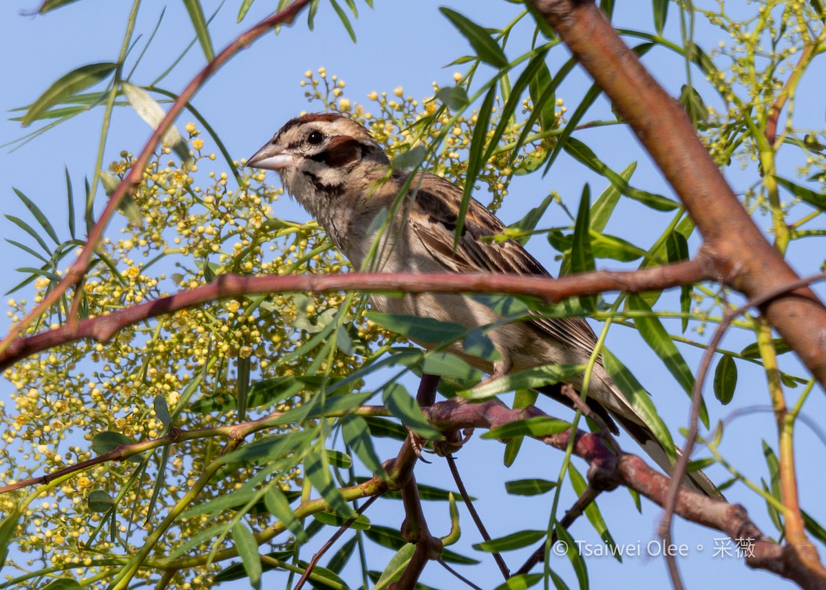 Lark Sparrow - ML636850778
