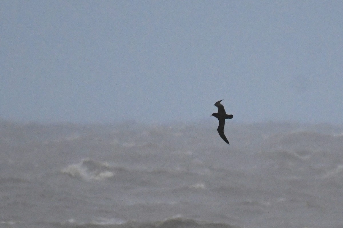 White-chinned Petrel - ML636850779