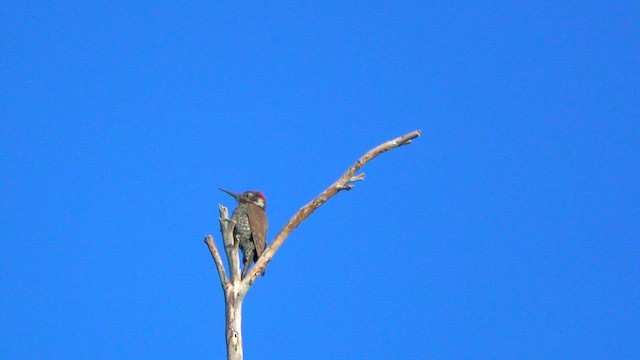 Arizona Woodpecker - ML636850783