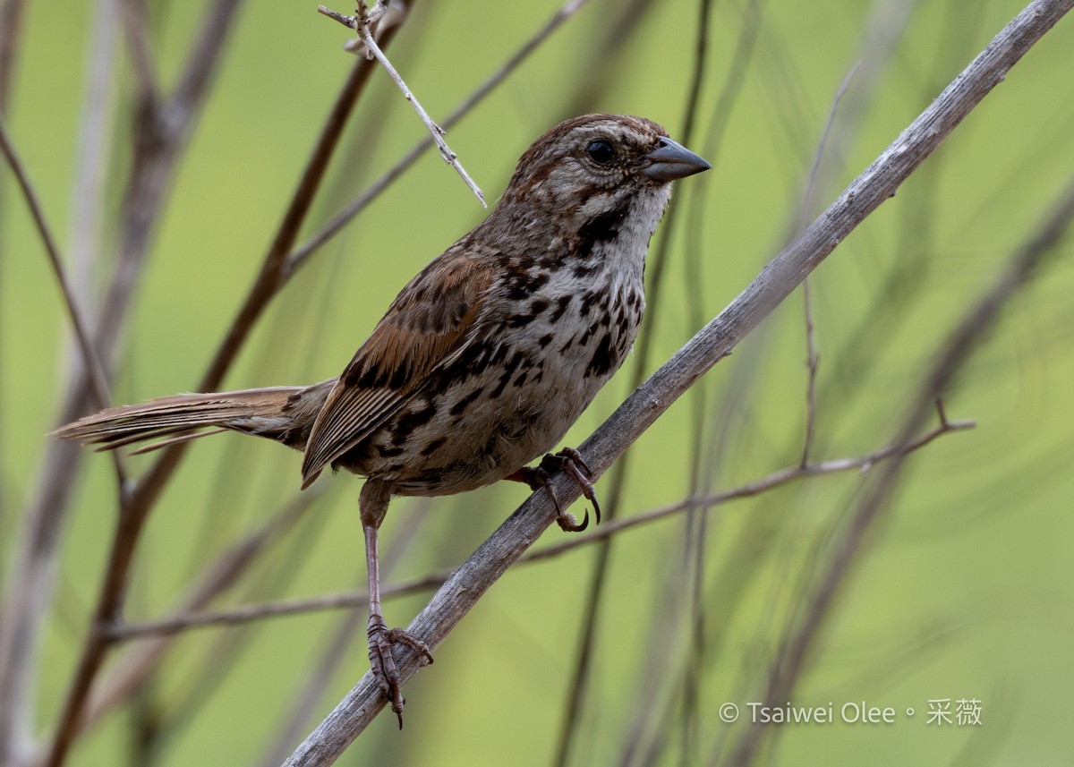 Song Sparrow - ML636850787