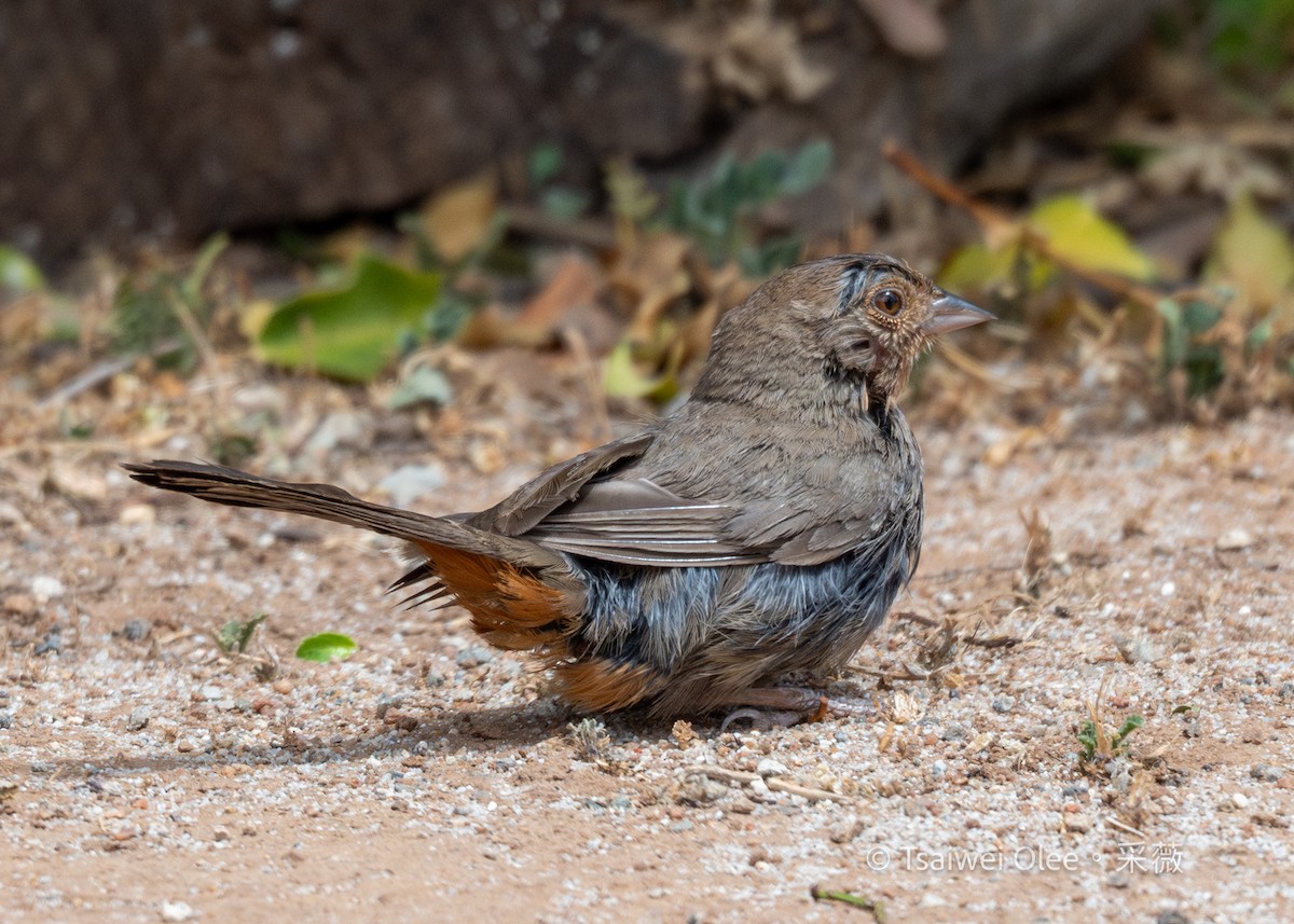 California Towhee - ML636850791