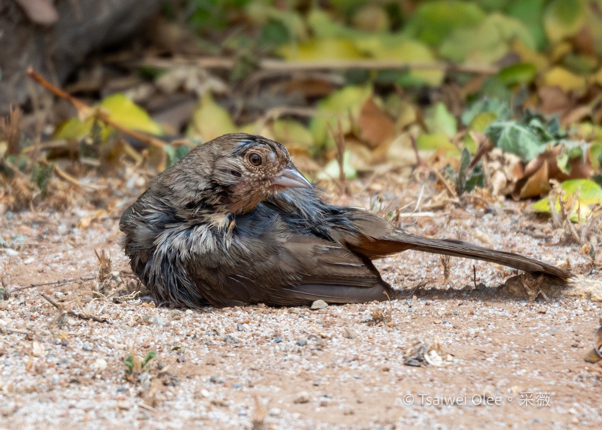 California Towhee - ML636850792