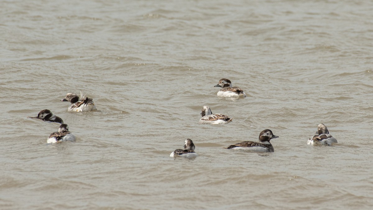 Long-tailed Duck - ML636850793