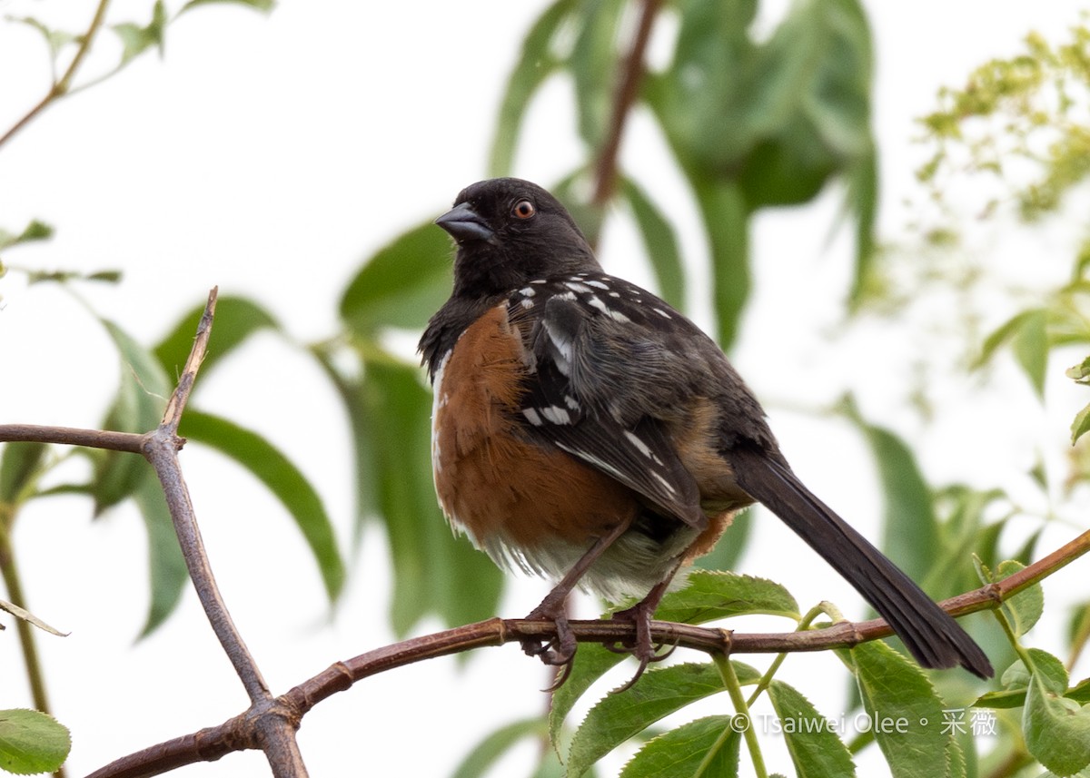 Spotted Towhee - ML636850795