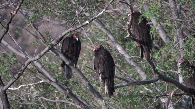 Turkey Vulture - ML636850809