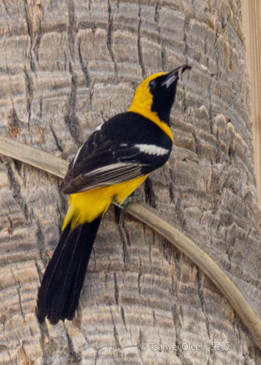 Hooded Oriole - ML636850810