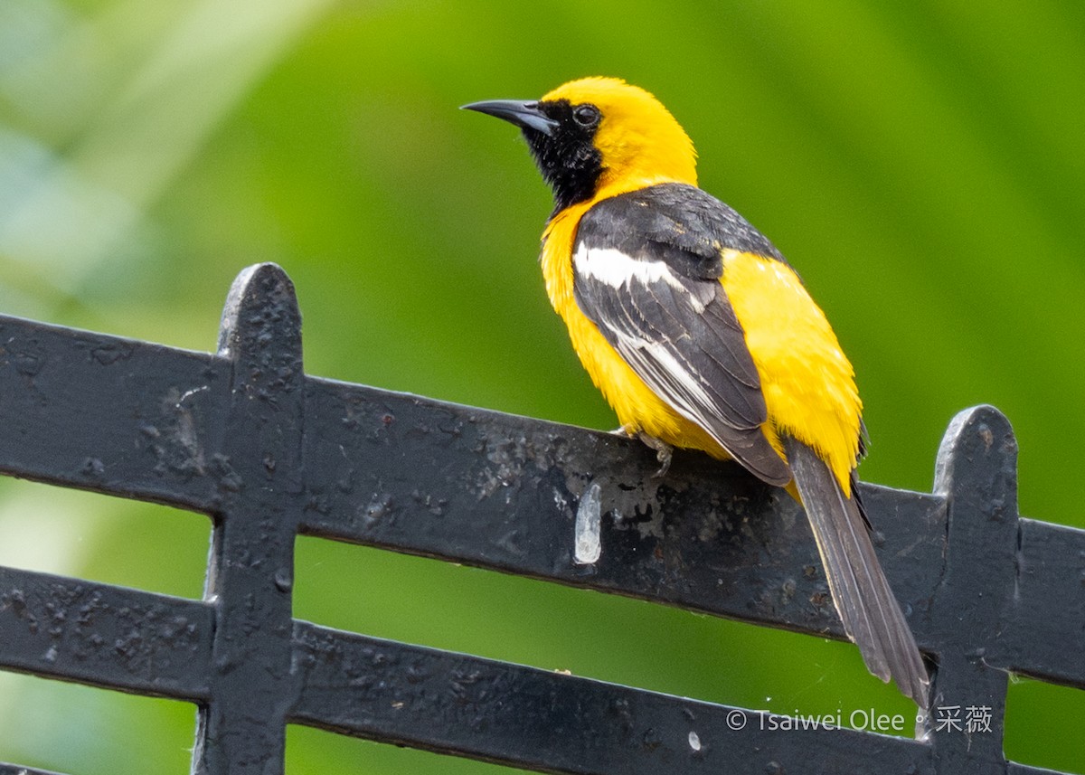 Hooded Oriole - ML636850811