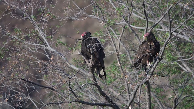 Turkey Vulture - ML636850822