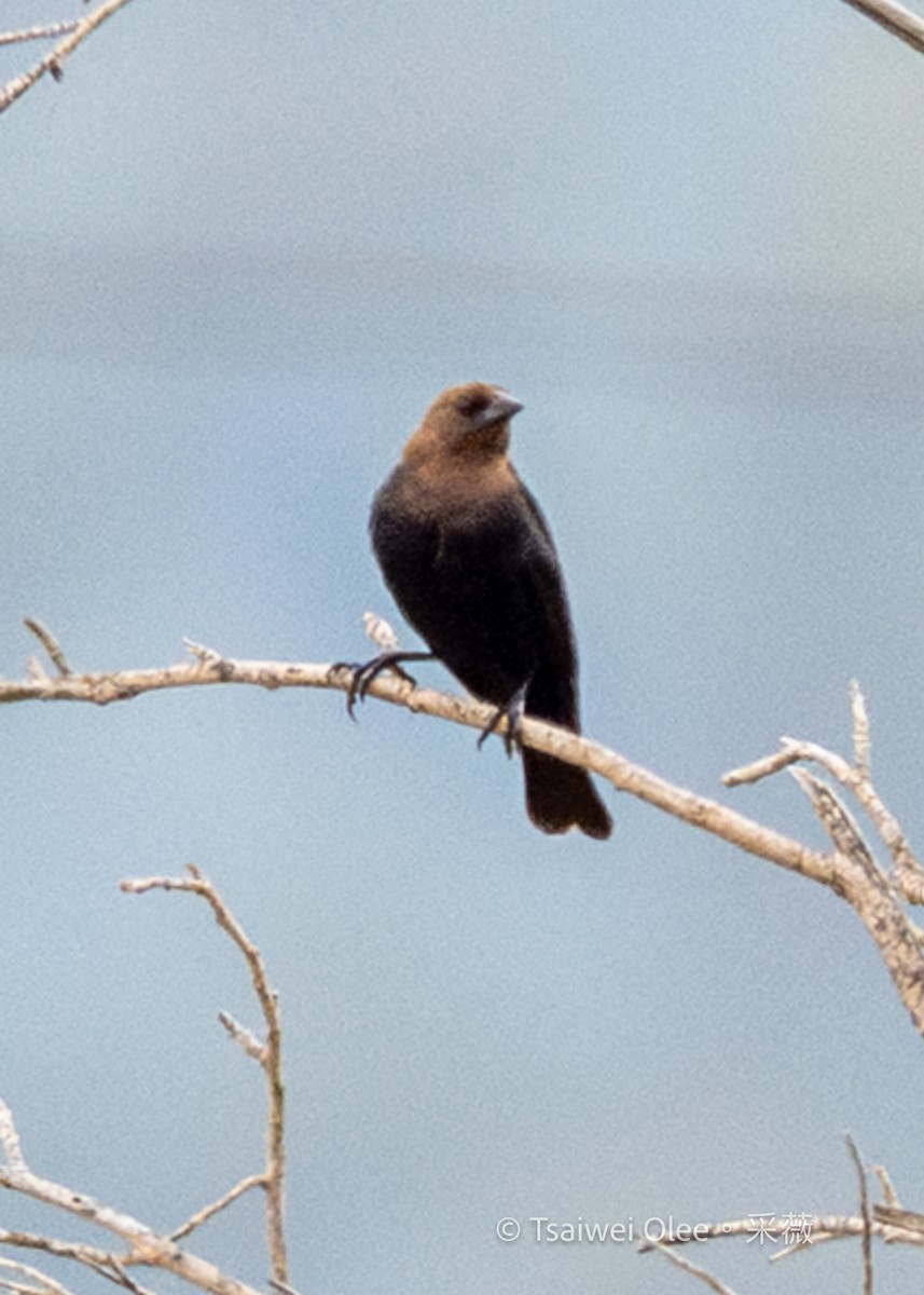 Brown-headed Cowbird - ML636850826