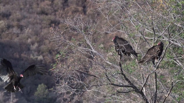 Turkey Vulture - ML636850827