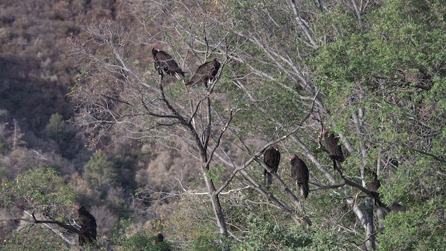 Turkey Vulture - ML636850830