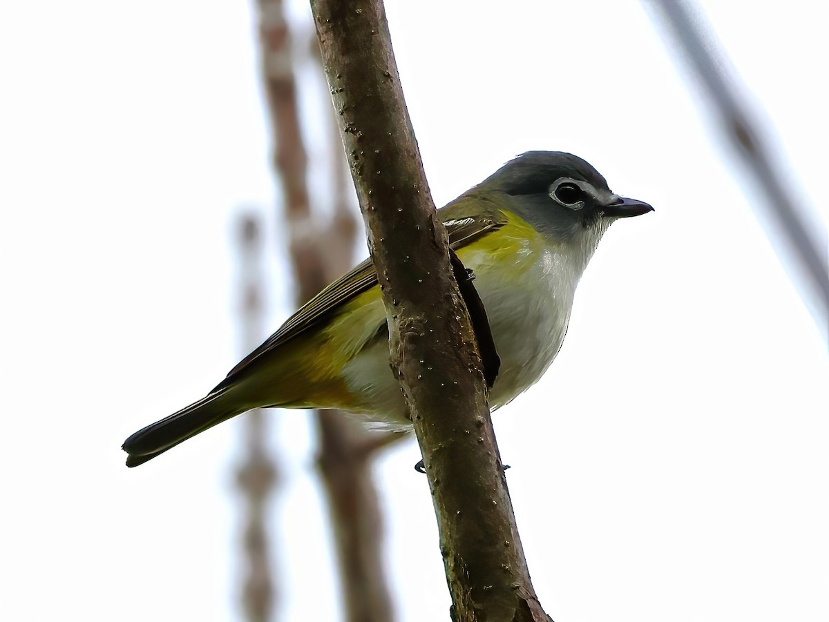 Blue-headed Vireo - ML636850833