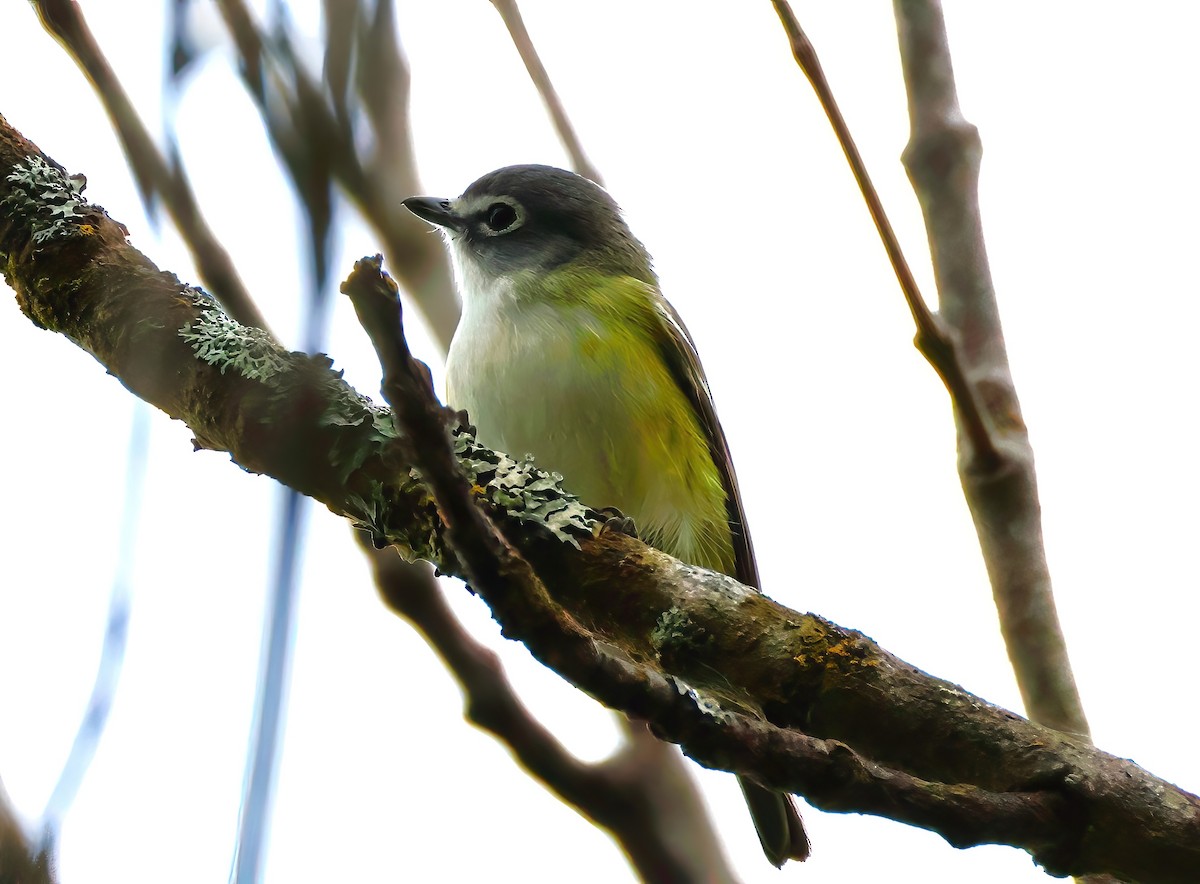 Blue-headed Vireo - ML636850834
