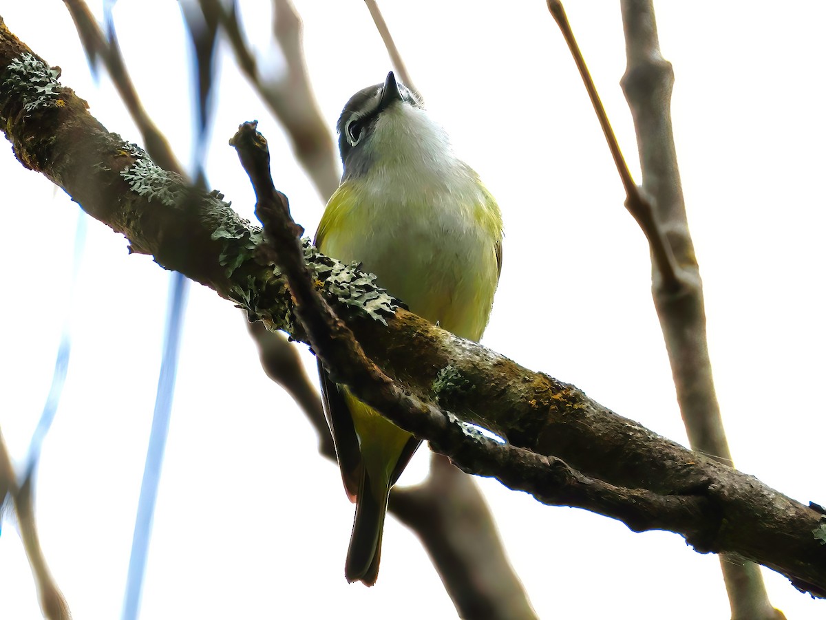Blue-headed Vireo - ML636850835