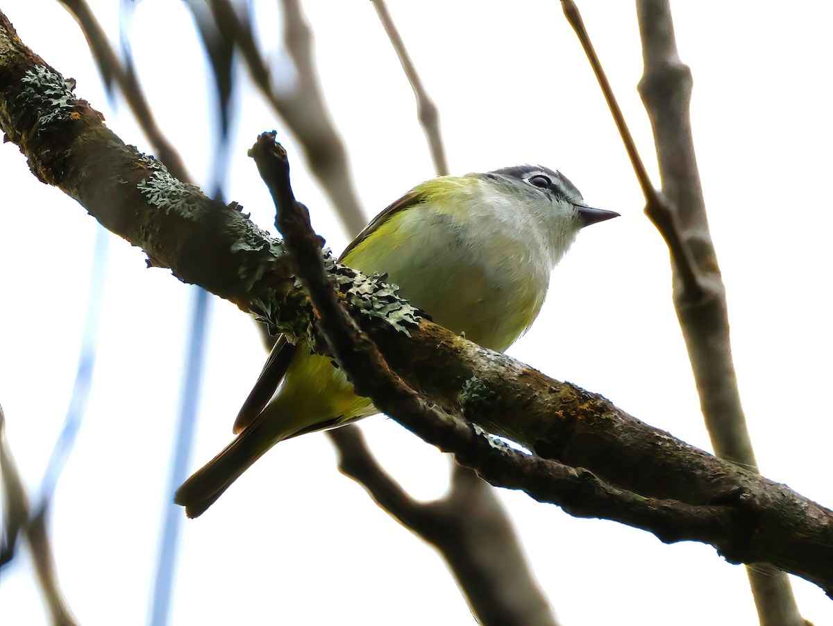 Blue-headed Vireo - ML636850836