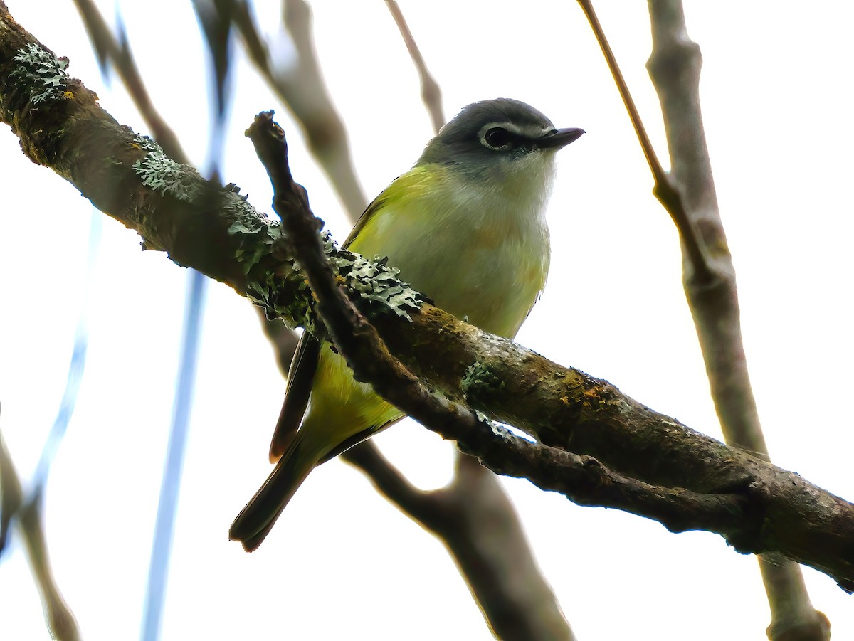 Blue-headed Vireo - ML636850838