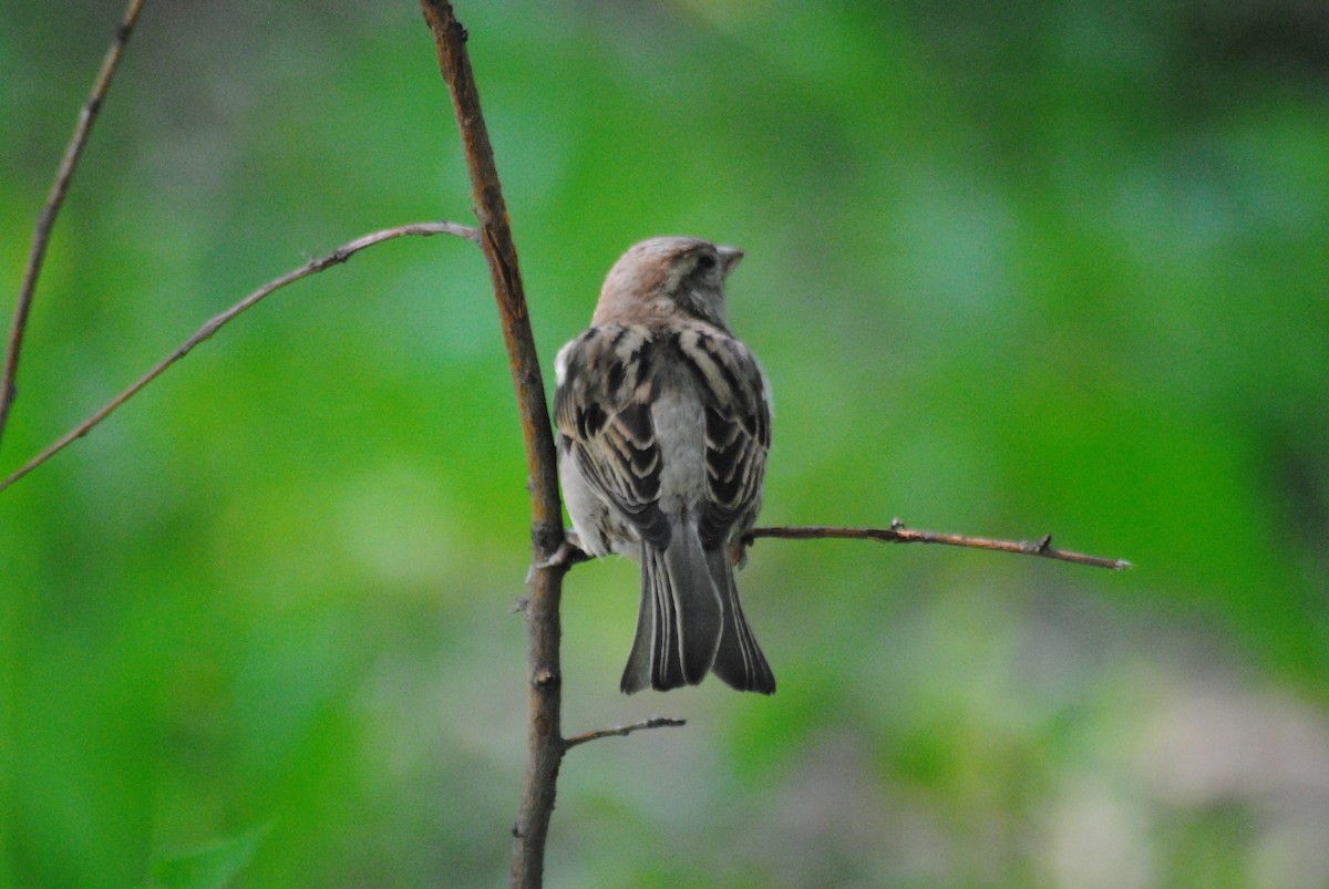 House Sparrow - ML636850850