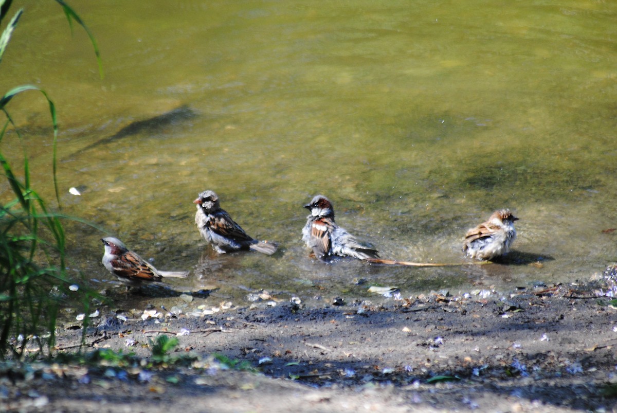House Sparrow - ML636850933