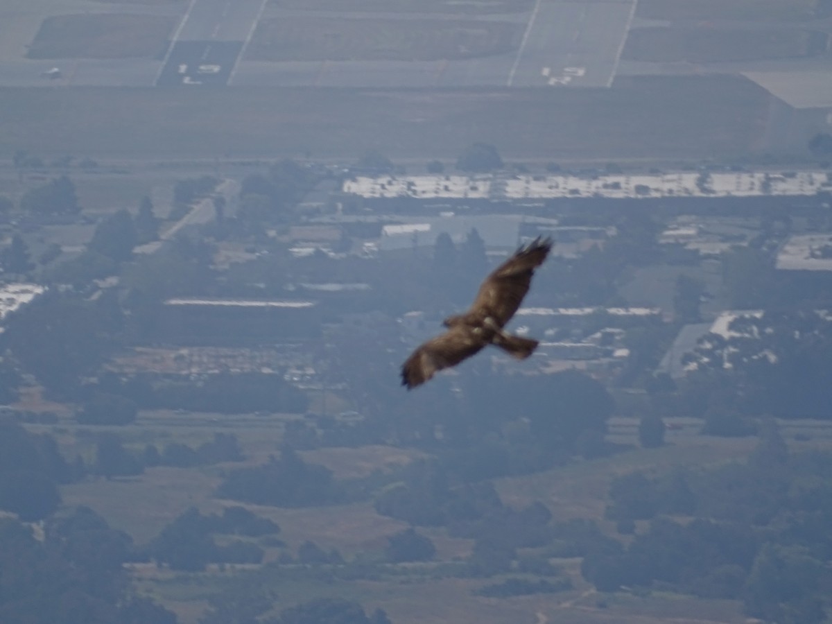 Swainson's Hawk - ML636850938
