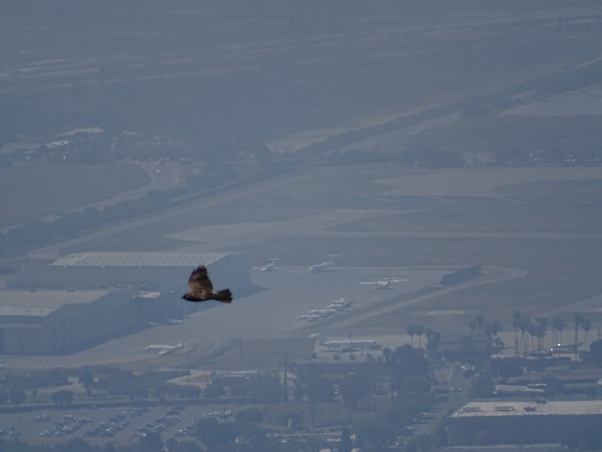 Swainson's Hawk - ML636850939